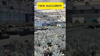 variegated Cotyledon succulents  ksucculent ksucculents succulants koreansucculent [upl. by Yramliw162]