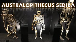 Australopithecus sediba [upl. by Eceinal168]