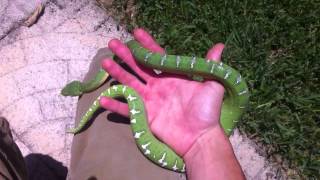 Emerald Tree Boa Handling [upl. by Nirrep598]