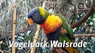 Vogelpark Walsrode [upl. by Secor]