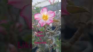 Adenium Obesum Seed Grown blooming [upl. by Bael]