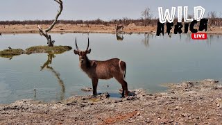 Wonderful African Wildlife  Wild Africa LIVE [upl. by Sldney585]