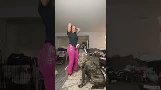 Dog hates making TikTok videos [upl. by Devondra]