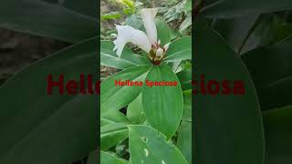 Hellena speciosa Crrpe Gingerflo gardening houseplants phalphoolaursabjiyaindoorplants [upl. by Ariajaj]