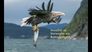 Seeadler in Norwegen am Romsdalfjord [upl. by Geibel99]