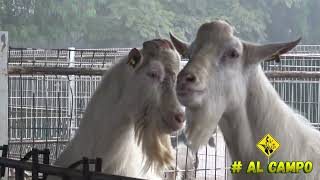 Rancho de cabras lecheras razas SAANEN y ALPINAS  Sementales con genética francesa [upl. by Ellasal]