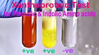 Xanthoproteic Test Practical Experiment [upl. by Aihsatan]