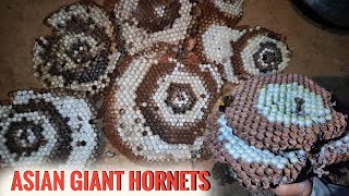 Hunting Bee Hornets  Asian giant Hornets nest Removal Traditional village style [upl. by Arnuad903]