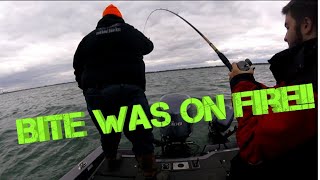 Lake Erie Trolling For Spring Walleye May 11 2020 3 person limit [upl. by Andros]