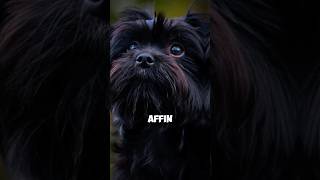 Facts about affenpinscher dog that usually people don’t know 😮viralshorts facts animals [upl. by Dadelos905]