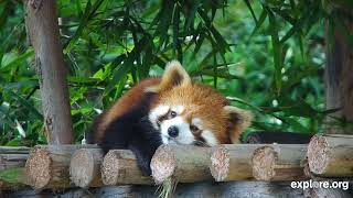 Adorable Red Panda Takes a Break 1132024 exploreorg [upl. by Georgianna676]