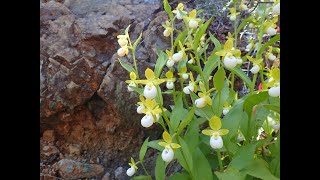 Cypripedium californicum California ladys slipper [upl. by Acirehs]