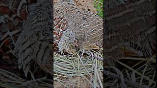 Partridge Bird Nest nest birdsnest cutebabies [upl. by Ettelloc]