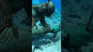 how we tickel octopus❤️💚 shorts fishing octopus spearfishing hunting fish [upl. by Vassar888]