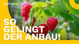 Süße Sommerträume So züchtest du Himbeeren im eigenen Garten [upl. by Ethbun]