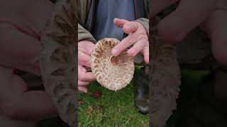 The shaggy parasol mushrooms [upl. by Berns383]