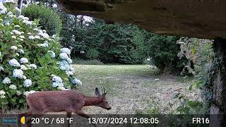 Pictures amp Videos GardePro A3 Trail Camera 4 of 10 FR16 Côtes dArmor Brittany France Part 1 [upl. by Marlowe273]