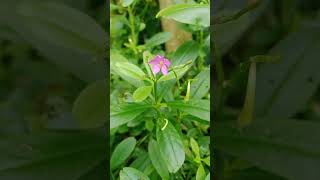 Talinum paniculatumplants nature reelsgardeningyutubeshorts shortsyoutubeshort youtubereels [upl. by Yaf827]