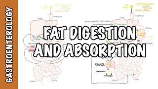 Fat lipid digestion and absorption physiology [upl. by Ydennek962]