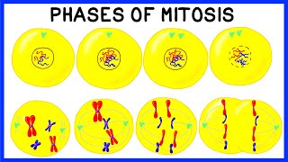 Phases of Mitosis and Cell Division [upl. by Dittman127]