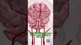 IDENTIFY BRAIN ARTERY IN THIS VIDEO neurology cerebralartery neuroscience anatomy [upl. by Clark327]