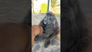 Baboon picks up Puppy MustSee Moment baboon puppy puppylovers funnyanimals cuteanimals [upl. by Ahsatniuq]