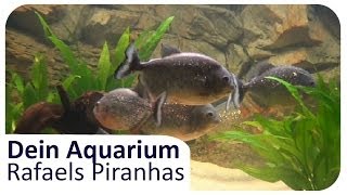 Raphaels Piranhas in 700l  Dein Aquarium 12 [upl. by Sitsuj510]