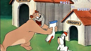 Wags to Riches 1949 MGM Droopy Dog Cartoon Short Film  Review [upl. by Leugimsiul]