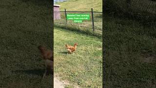 Rooster Shorts  Hen running away from cute kid shorts rooster [upl. by Ymot702]