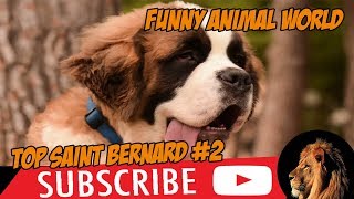 Top 1 Funniest St Bernard Videos 2 [upl. by Philipines]