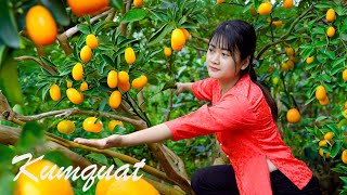 LÝ TRIỆU CA Harvest Kumquats  Goes To Market Sell  Cooking  Gardening  Daily Life [upl. by Ahl]