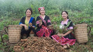 Harvesting taro on the mountain go to market sell  Cooking Pork Hock Stew with Taro  Bếp Trên Bản [upl. by Yartnod338]