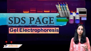 SDS PAGE gel electrophoresis  sds page principle explained  poly acrylamide gel electrophoresis [upl. by Kciredes]