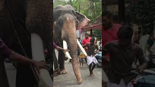 Tusker amp mahoutplz subscribe for more videos [upl. by Nnaarual]