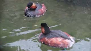 Blacknecked grebe Podiceps nigricollis social behaviour [upl. by Oirrad]