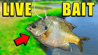 Fishing w LIVE BAIT for Spillway MONSTERS [upl. by Happy]