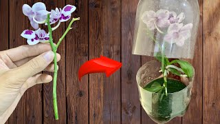 5 Methods of Orchid Propagation at Home  Simple and Easy Methods [upl. by Urbano]