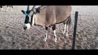 Oryx munching on earlobes  Gondwana Namib Desert Lodge [upl. by Rapp]