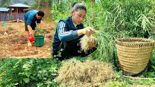 The process of watering fruit trees and harvesting green onions to sell at the market [upl. by Oirram]