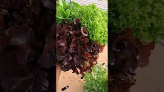 Lettuce 🥬 Rosso Bionda Boston Oakleaf Frisee Gcc Muscut Oman [upl. by Nodnarg]