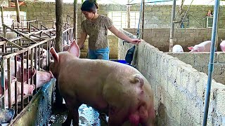 weaning for pigletstransfer sow to breeding cages let the broar get close to the sow to quickly [upl. by Kahlil]