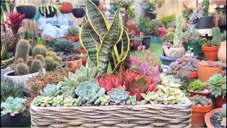 Succulents in Cement Basket [upl. by Viehmann]