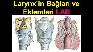 Larynx Bağ ve Eklemleri LAB Yüksel AYDAR [upl. by Geier]