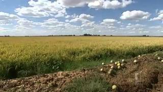 Riverina farmers begin flood recovery [upl. by Netsyrk]