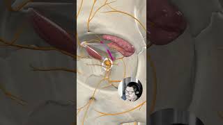 Nervios Ciliares Largos Anatomía y Función [upl. by Nahsin]