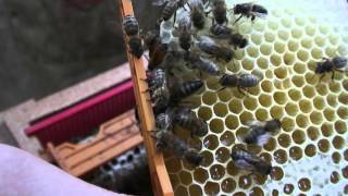 Die Geschichte der Bienenkönigin Louise  Entwicklung  Königinnenzucht [upl. by Sivar]