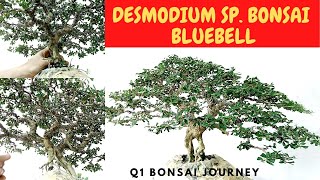 HOW TO TRIM A BLUEBELL BONSAI  TRIMMING A DESMODIUM SP BONSAI [upl. by Riba]