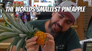 The Worlds Smallest Pineapple [upl. by Fronnia]