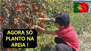 NUNCA PENSEI QUE PLANTAR NA AREIA PRODUZIA TANTO COLHEITA DE TOMATE NA VIVENDA [upl. by Notnilk]