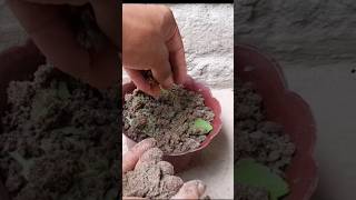 How to Alovera Grow Bryophyllum Leaves In Water  Pathor Kuchi Miracle Leaf [upl. by Anemaj]